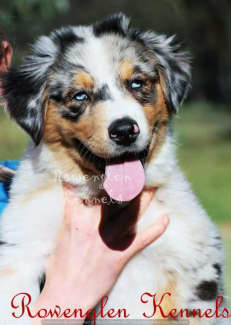 Australian cheap shepherd gumtree