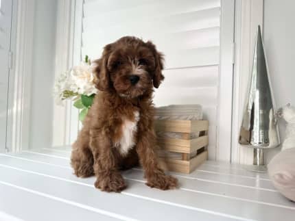 Gumtree 2024 toy cavoodle