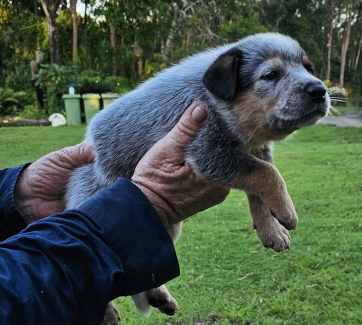 Blue hot sale heeler gumtree