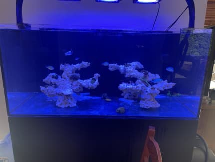 second hand marine fish tank for sale