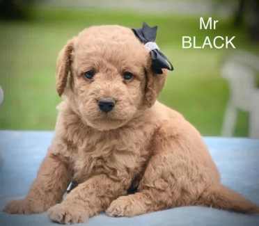 Labradoodle puppies for sales sale gumtree