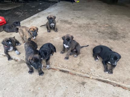 Gumtree cane hot sale corso