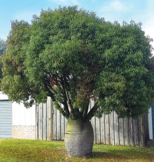 Brachychiton rupestris (Kurrajong, Narrowleaf Bottle Tree, Queensland  Bottle Tree)