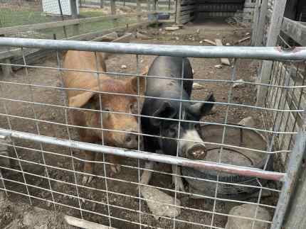 Trio of breeding pigs