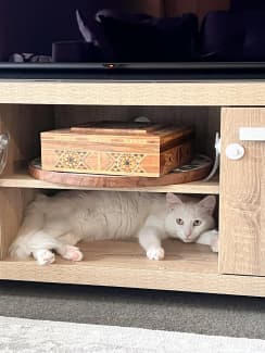 Free to Good Home: Pregnant White Cat with Supplies and Food