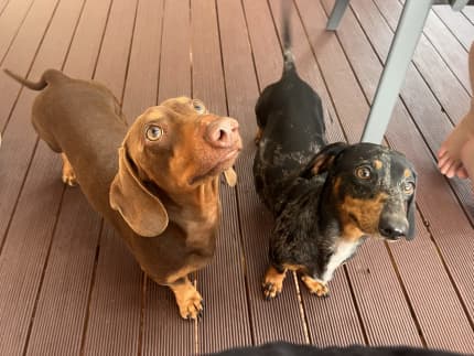 Sausage best sale dog gumtree