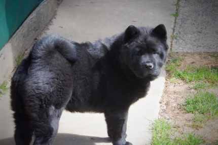 chow chow Dogs Puppies Gumtree Australia Free Local Classifieds