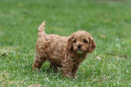 gumtree toy cavoodle