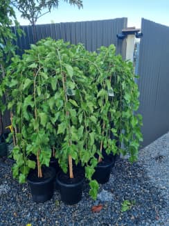 Gumtree mulberry best sale