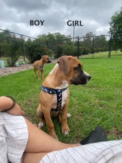 Amstaff gumtree hot sale