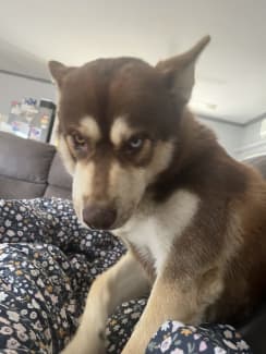 Alaskan klee kai hot sale for sale gumtree