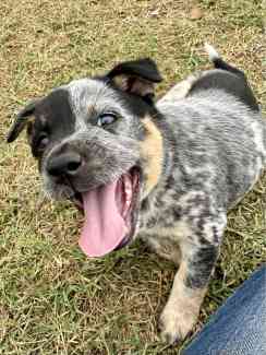 Gumtree kelpies for sales sale