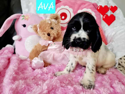 Cocker spaniel 2024 puppies gumtree