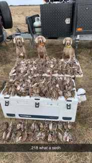 Weimaraner store puppies gumtree