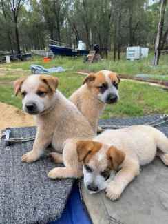 Red Cattle Dog pups