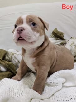 exotic American pocket bullies, Dogs & Puppies, Gumtree Australia  Playford Area - Smithfield