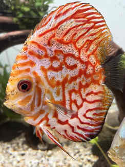 Red Eagle Discus Large