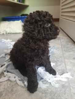 miniature poodles for sale gumtree