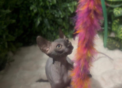 Shop sphynx cat gumtree Clearance