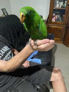 Hand raised male Eclectus for pet
