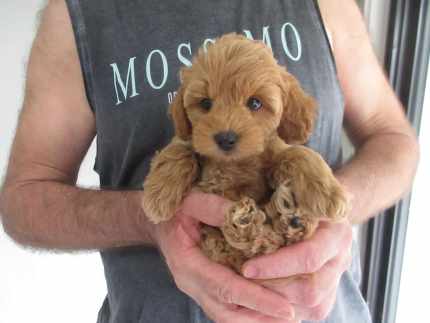 Ready 7 days Small Toy cavoodle puppies DNA cleared 4M 1F