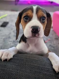 Beagle gumtree best sale