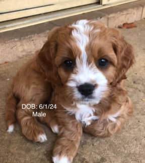 Gumtree 2024 toy cavoodle