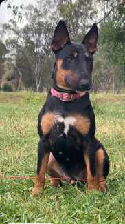 Bull sales terrier gumtree