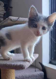 Luna girl rescue kitten SK6388 vetwork included!