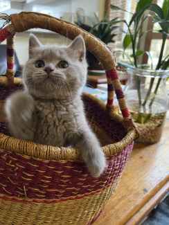 Purebred Pedigree British Shorthair Kittens