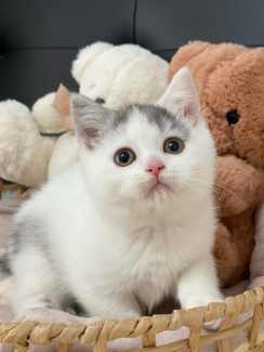 British Shorthair female kittens available