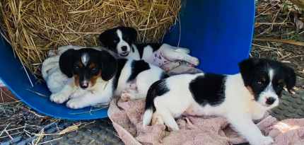 Gumtree best sale jack russell