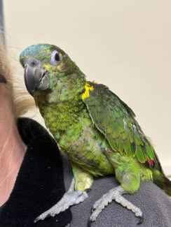 HANDRAISED BLUE FRONTED AMAZON DNAD MALE $1200