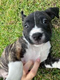 English sales staffy gumtree