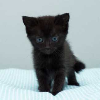 Kol rescue kitten NK6381 vetwork included!