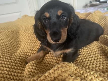 Dachshund In Toowoomba Region, Qld | Dogs & Puppies | Gumtree Australia  Free Local Classifieds