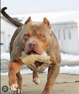 Xl Bully | Dogs & Puppies | Gumtree Australia Free Local Classifieds