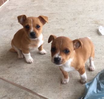 jack russell long hair for sale