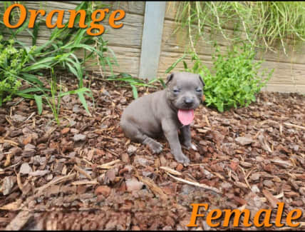 Bull terrier puppies clearance for sale gumtree