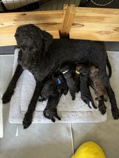 Gumtree best sale standard poodle