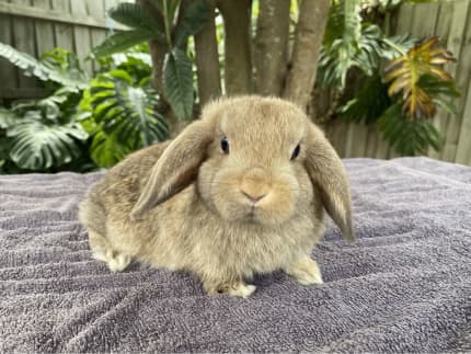 Gumtree best sale baby rabbits