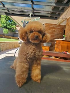 Miniature poodles outlet for sale gumtree