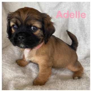 Pugalier Puppies * Perfect Snugglers -  Long Haired - Low Maintenance 