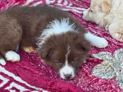 Puppies For Sale Collie Blue Eyes Red Border Collie Breeders Red