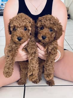 Toy Poodles Puppies In Gold Coast