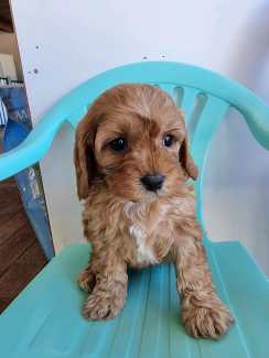 Cavoodle ( cavalier King Charles spaniel x red toy poodle) puppies 