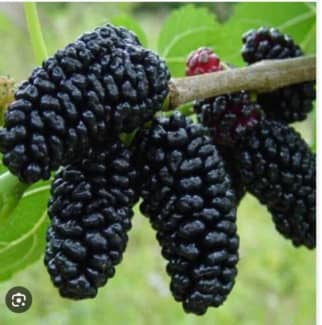 Gumtree mulberry best sale