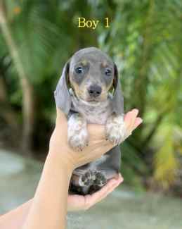 Purebred Miniature Dachshund Puppies for sale