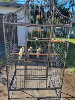 3 Cockateils looking for new home...