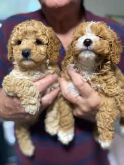 Brisbane Region Qld Dogs Puppies